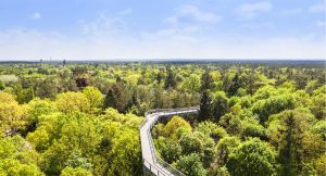 ©Baum&Zeit Baumkronenpfad Beelitz-Heilstätten Blick über Pfad und Waldpark Frühling