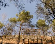 ©Baum&Zeit Baumkronenpfad Beelitz-Heilstätten Sonnenaufgang über Dachwald Ruine Alpenhaus