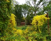 ©Baum&Zeit Baumkronenpfad Beelitz-Heilstätten Waldpark Blick von der Liegehalle auf die Ruine Alpenhaus