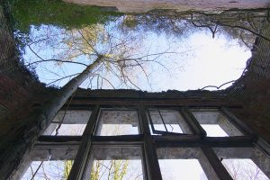 ©Baum&Zeit Baumkronenpfad Beelitz-Heilstätten Ruine Alpenhaus Baum im Speisesaal Detailansicht
