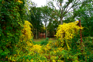 ©Baum&Zeit Baumkronenpfad Beelitz-Heilstätten Waldpark Blick von Liegehalle zur Ruine Alpenhaus