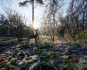 ©Baum&Zeit Baumkronenpfad Beelitz-Heilstätten Winter im Waldpark